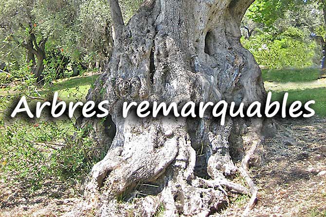 Arbres remarquables